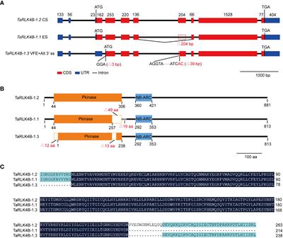 Two alternative splicing variants of a wheat gene TaNAK1, TaNAK1.1 and TaNAK1.2, differentially regulate flowering time and plant architecture leading to differences in seed yield of transgenic Arabidopsis